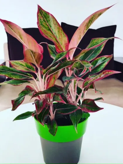 This is the vibrant Pink Aglaonema, a colorful cousin to the Snow White variety. Not only does it add a stunning splash of pink and green to your decor, but it is also an effective air purifier.