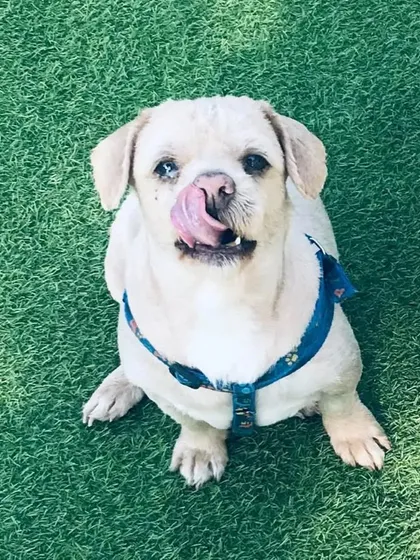 This little Lhasa mix is ready for his treat, licking his lips in anticipation.