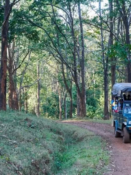 On a jungle safari in the Kali Tiger Reserve, you share the path with the locals, like this magnificent gaur. It's an immersive experience where you are a guest in their world.