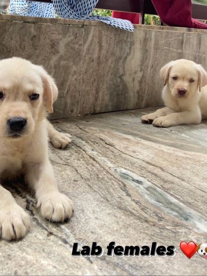 A pair of female Labrador puppies available. They are calm, gentle, and will make perfect family pets.