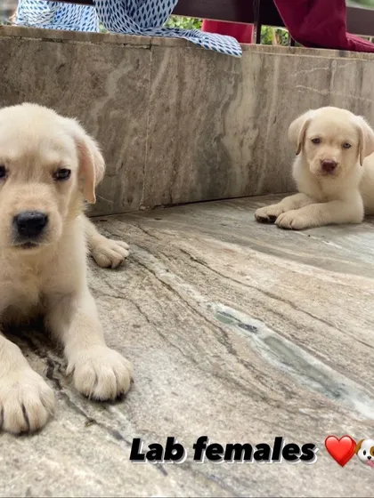 A pair of female Labrador puppies available. They are calm, gentle, and will make perfect family pets.