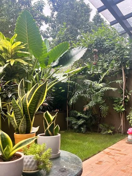 Garden goals! This beautiful backyard is a testament to the client's dedication. The mix of snake plants, a traveler's palm, and flowering shrubs creates a stunning and diverse landscape.