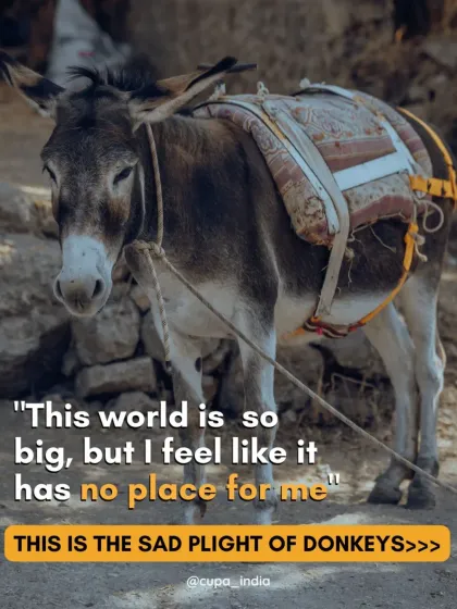 Cupa - Animal Cruelty Legal Aid & Advocacy Exposing Hidden Cruelty photo 10