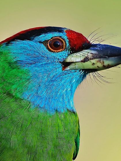 A close-up portrait of a Blue-throated Barbet. The brilliant azure of its throat, the red patch on its forehead, and the bristle-like feathers around its beak are all captured in sharp, vivid detail.