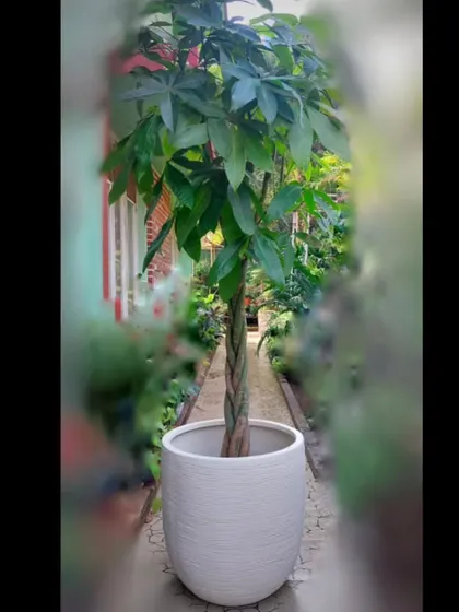 This is a braided Money Tree (Pachira aquatica) in a simple white pot. Its unique trunk makes it a conversation starter, and we've chosen a planter that doesn't distract from its form.