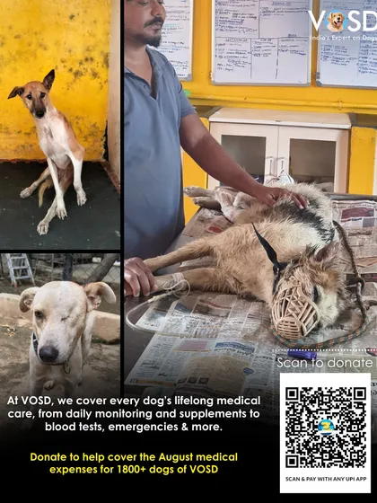 From daily monitoring to blood tests and emergencies, we cover every dog's lifelong medical care. This is a look inside our hospital, where your donations are put to work saving lives.