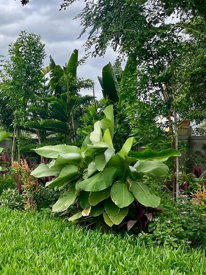 Urban & Landscape Design Studio - Landscape Architecture for Communities Sustainable Landscapes & Planting Strategy photo 5