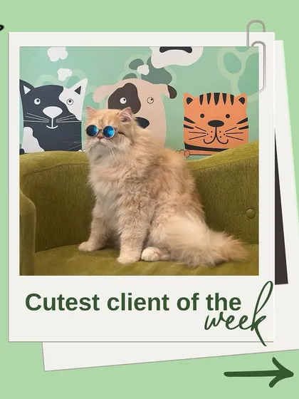 Meet one of our cutest clients of the week! This cool cat is feeling fabulous after a visit. We love celebrating all the wonderful pets that come through our doors.