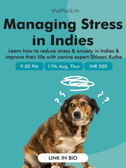 Indies can be prone to stress, especially after being rescued. This masterclass focuses specifically on managing stress in Indies to help them adjust and thrive in a home environment.