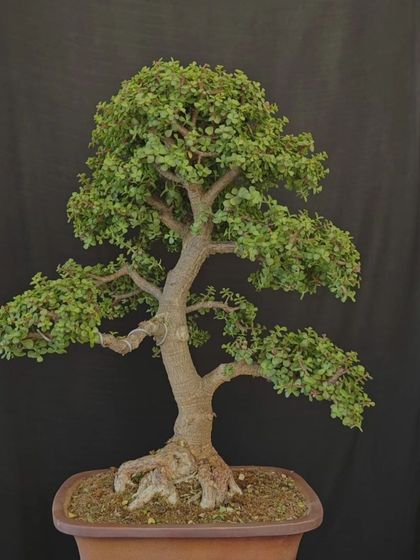 A mature Jade bonsai with a full canopy, basking in the August sun. This tree is a fine example of a well-established Portulacaria afra.