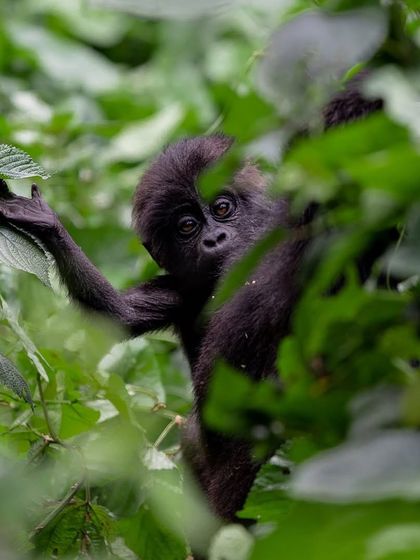 African Journeys: Savannahs, Jungles, and Great Apes photo 42