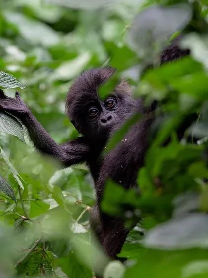A baby mountain gorilla peeks out from the safety of the jungle foliage. This parting shot from my Uganda trip is full of hope and a promise to continue telling their stories.