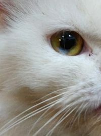 Kittens for Sale