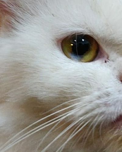 Kittens for Sale