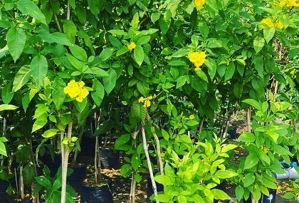 Rakshith Landscaping - Landscape Design & Installation Plant & Tree Supply photo 70