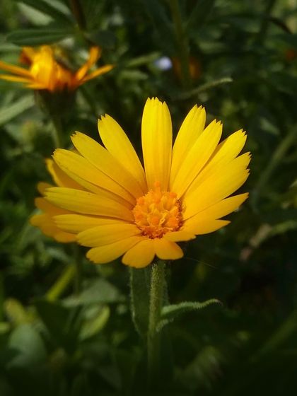 The cheerful yellow petals of the Calendula flower are not only beautiful but also a favorite of pollinators like butterflies.