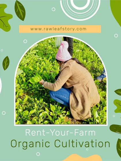 Here is a glimpse into our 'Rent-Your-Farm' experience. A guest is seen harvesting fresh, leafy greens from her own plot. This is what organic cultivation and connecting with the earth looks like.