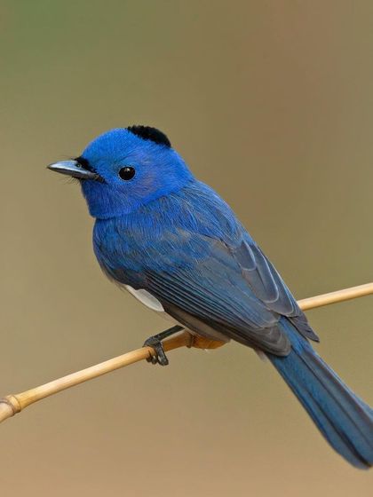 The Black-naped Monarch, another striking blue flycatcher with a distinctive black patch on its head.