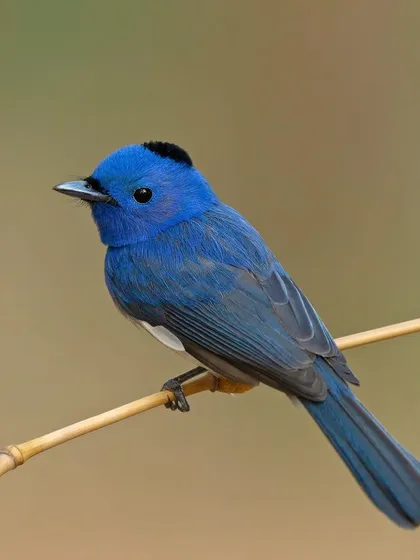 A duplicate of image 98, the Black-naped Monarch is perched on a thin bamboo stalk, showcasing its delicate balance.