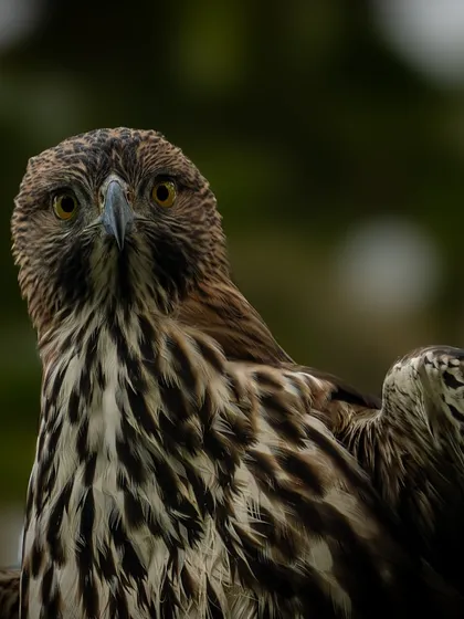 A close-up portrait of the Crested Hawk-Eagle, focusing on its intense eyes and powerful beak.