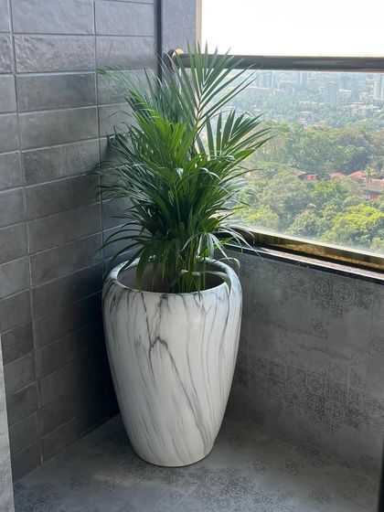 A beautiful white marble-finish ceramic pot holding an Areca Palm. This elegant planter is perfect for adding a touch of sophistication to a balcony corner.