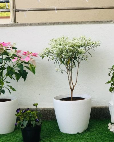 Terrace & Balcony Gardens