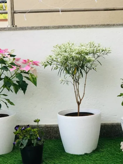 A closer look at the plant selection for the Sanjay Nagar balcony project. I chose a mix of flowering plants like Poinsettia and leafy varieties, including a unique Buddha-head planter, to add personality.