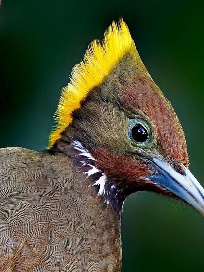 A Greater Yellownape Woodpecker peeking from behind a tree. This portrait captures its bright yellow crest and the intelligent look in its eye.