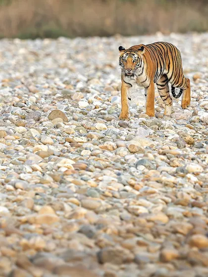 A tiger walking across the vast, stony riverbed of Corbett. This wide-angle shot emphasizes the scale of the landscape and the solitude of the animal within it.