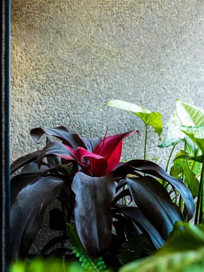 The deep, rich color of a Cordyline plant adds a dramatic touch to any plant arrangement. It's a great way to add color without flowers.