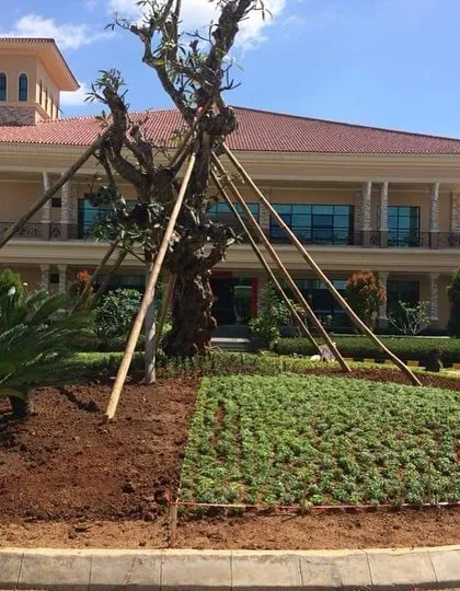 This image shows the scale of our work at a government or institutional building. We are planting a large feature tree and installing thousands of small groundcover plants to create a lush landscape.