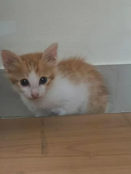 The same 8-week-old kitten looking a bit shy. He is playful, litter trained, and located in Bangalore.