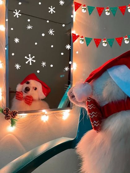 Poochkoo - Pet Events & Parties Festival Paw-ties photo 6