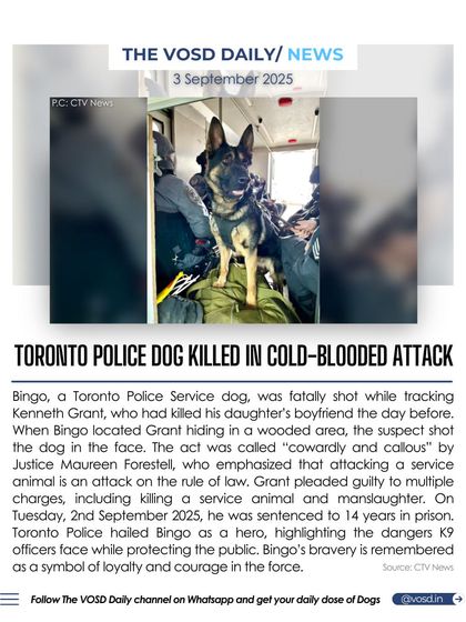 Bingo, a Toronto Police Service dog, was fatally shot while tracking a suspect. Hailed as a hero, his death was called an attack on the rule of law, and his killer was sentenced to 14 years in prison.