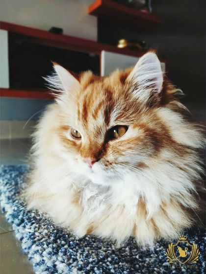 The Cat House - Cat Boarding Cozy Corners & Nap Time photo 4