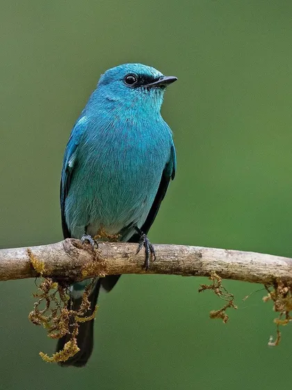 A duplicate of image 100, the Verditer Flycatcher's color can change from green to blue depending on the light.