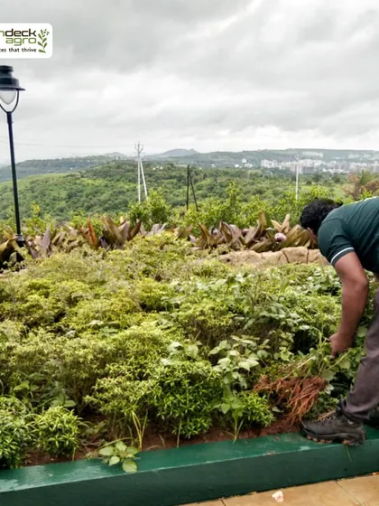 Weeding and clearing are fundamental to garden health. A member of our team is carefully removing unwanted growth to ensure the cultivated plants have access to nutrients.