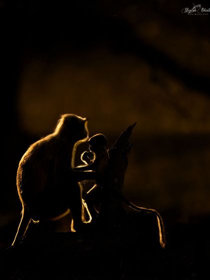 Another example of creative rim lighting. The light behind the monkeys makes their fur glow, adding depth and drama to the silhouette. This is a blend of science and art, which I love to teach.