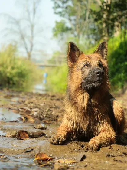 Sniff Stories - Pet & Family Photography Paws & Playtime photo 3