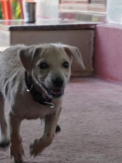 Bingo on the move. This energetic 2+ month old female puppy is looking for a family to keep up with her.