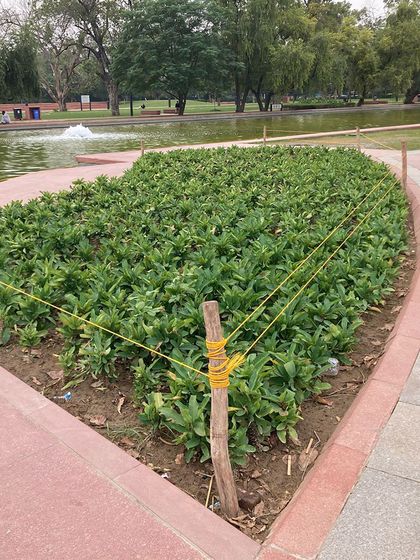 This image shows the initial stage of a large-scale planting project in a public space. Proper soil preparation and layout are crucial first steps to ensure a healthy and beautiful garden bed.