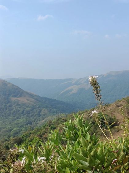 A close-up of a flower on the trail, with the valley in the background.