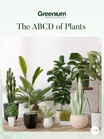 Greenium - Interior Plantscaping & Decor Live Plants for a Healthy Home photo 10