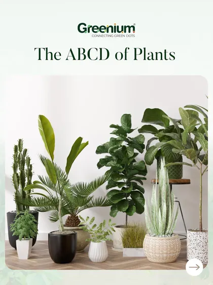 This image showcases the ABCD of plants, a variety of popular indoor plants like the Fiddle Leaf Fig, Snake Plant, and various palms. I can help you select the right ones for your home.