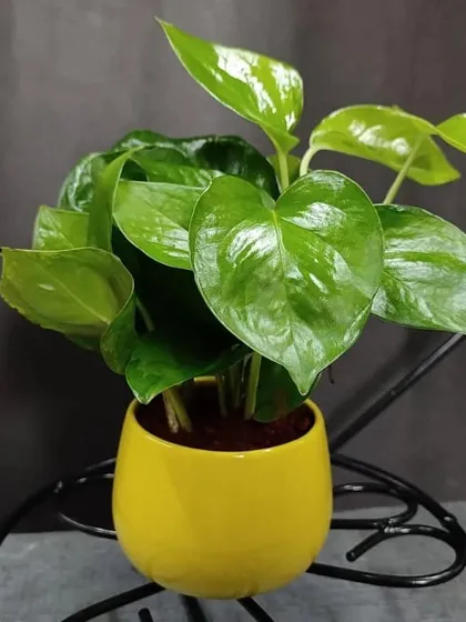 The heart-shaped leaves of the Golden Pothos make it a lovely gift. Shown here in a glossy yellow pot, it's a cheerful addition to any room.