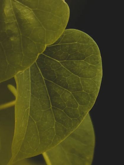 Lalith - Wildlife & Nature Photography Nature's Textures & Wallpapers photo 9