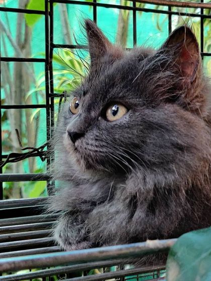 The Cat House - Cat Boarding Our Epic Catio & Play Zone photo 3