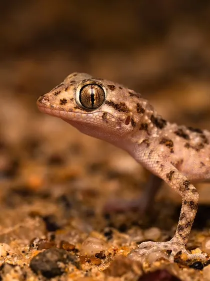 A full portrait of the desert gecko, its delicate feet and alert posture showing its readiness to move at any moment.