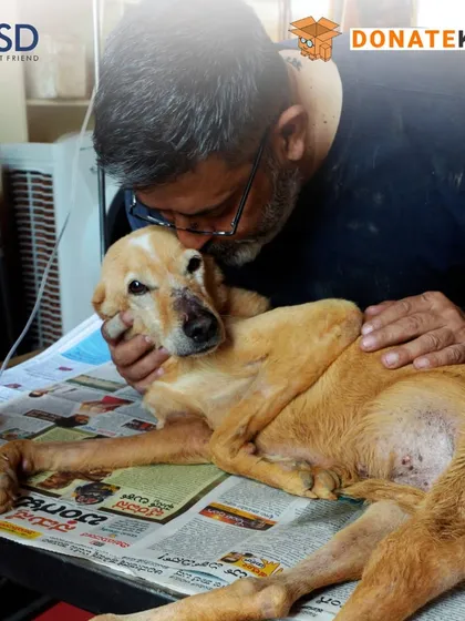 Our founder, Rakesh Shukla, provides comfort to an injured dog during treatment. This hands-on care is at the heart of our mission, funded entirely by your donations.