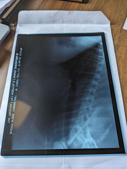 PL Paws - Animal Rescue & Rehabilitation How Your Donations Help: Our Medical Cases photo 32